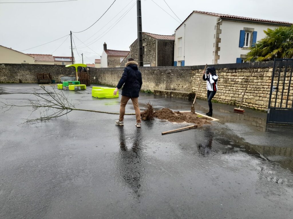 Arbre 6 Ecole St Charles Ste Gemme La Plaine